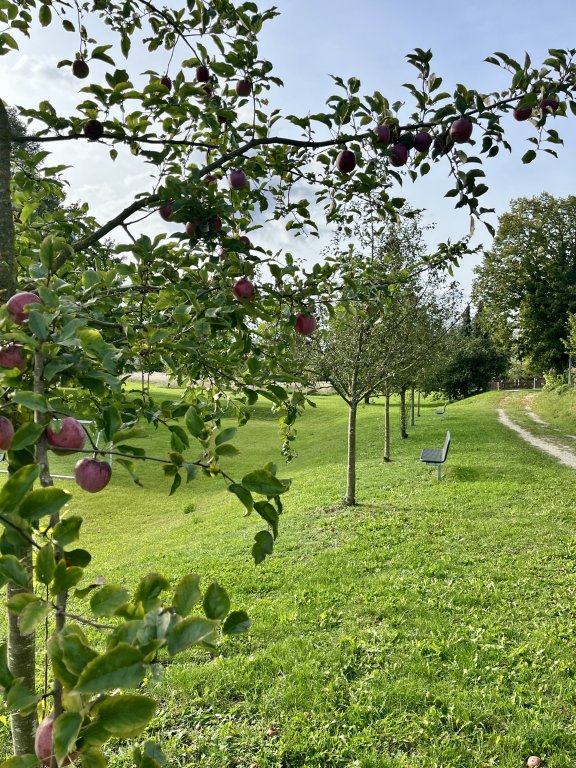 Obstbaum Train